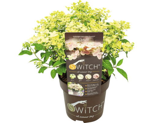 Hortensia Switch Ophelia i kruka