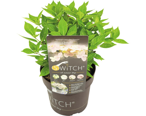 Risphortensia S-Switch Ophelia i kruka