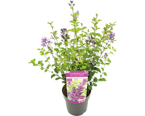 Blommande dvärgsyren i kruka