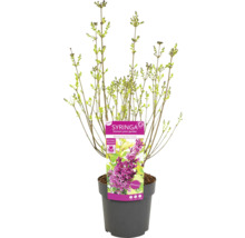 Ung syren ''Boomerang Dark Purple'' i kruka