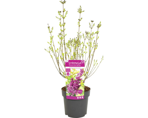 Ung syren ''Boomerang Dark Purple'' i kruka