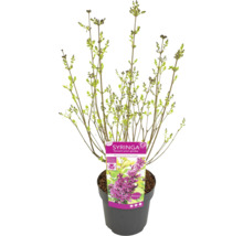 Ung planta Syringa i kruka med etikett