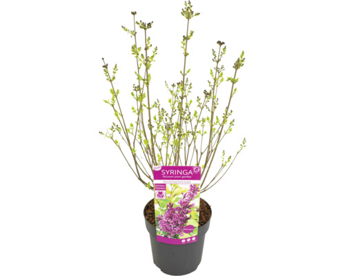 Ung planta Syringa i kruka med etikett