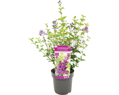 Syringa prydnadsbuske i kruka