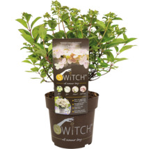 Hortensia Switch Ophelia i kruka