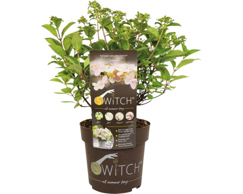Hortensia Switch Ophelia i kruka