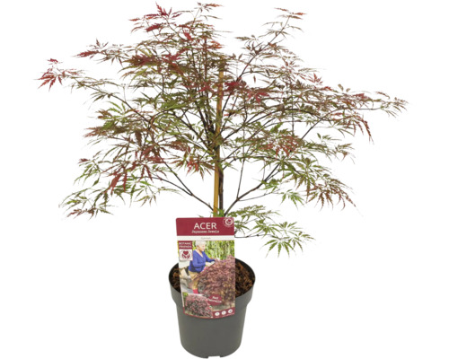 Japansk lönn i kruka