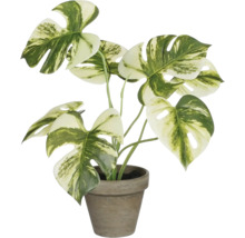 Monstera krukväxt i en kruka