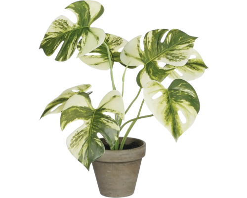 Monstera krukväxt i en kruka