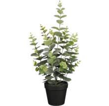 Eukalyptusväxt i kruka för inomhusbruk