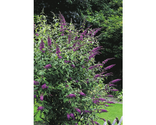 Fjärilsbuske med violetta blommor i trädgården
