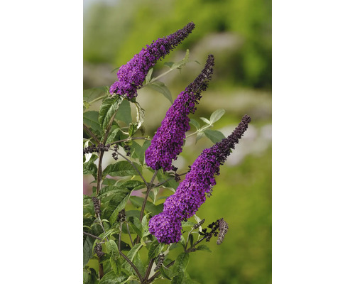 Fjärilsbuske med lila blomställningar