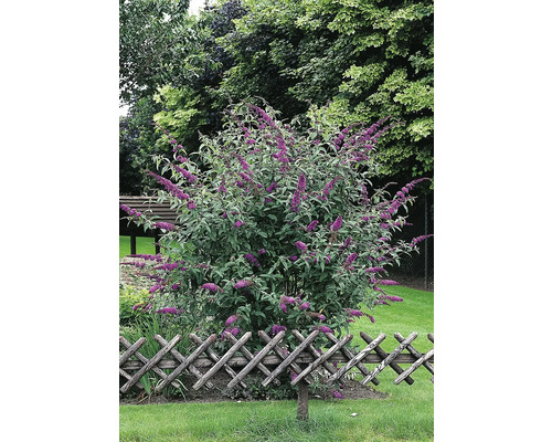 Fjärilsbuske med lila blommor i trädgården bakom ett trästaket