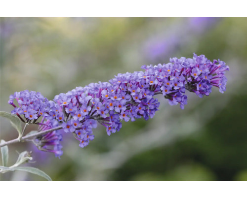 Närbild av en blommande fjärilsbuske