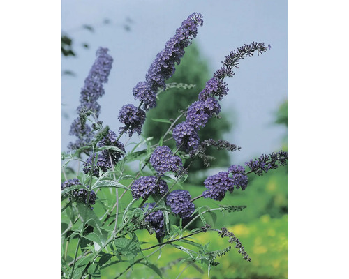 Fjärilsbuske med lila blommor