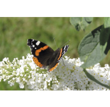 Amiralfjäril på en Buddleja blomma