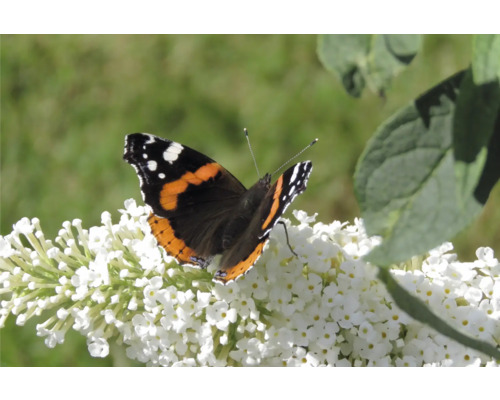 Amiralfjäril på en Buddleja blomma