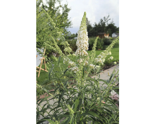 Fjärilsbuske med vita blommor i trädgården.