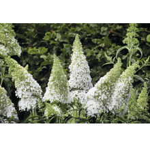 Blomställningar av fjärilsbusken i trädgården