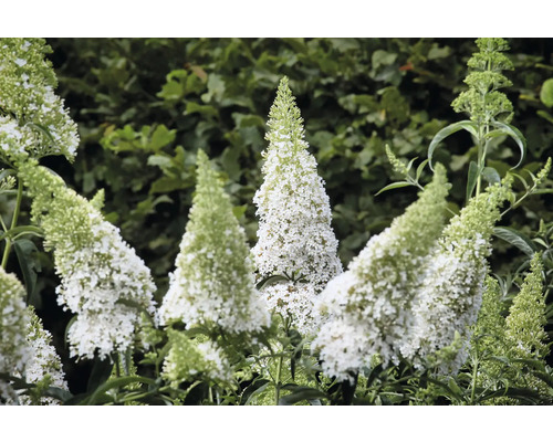 Blomställningar av fjärilsbusken i trädgården