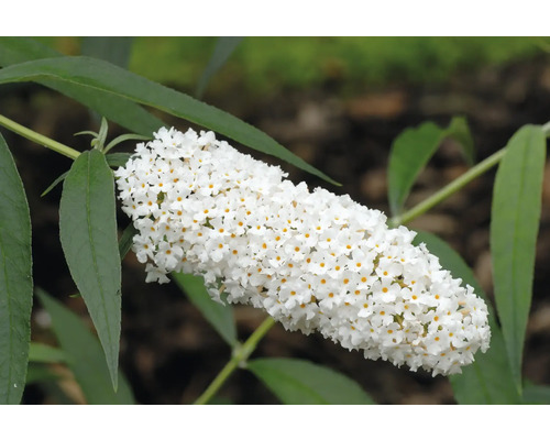 Blomställning av fjärilsbuske med vita blommor