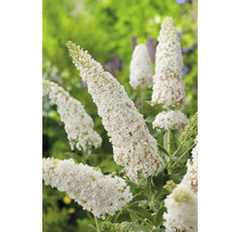 Fjärilsbuske med vita blommor