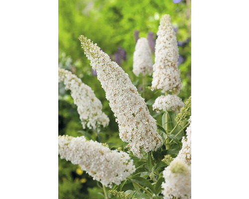 Fjärilsbuske med vita blommor