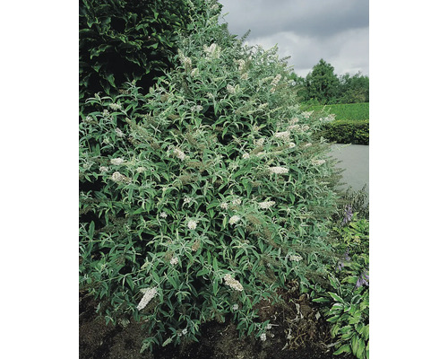 Fjärilsbuske med vita blommor i trädgården.