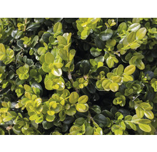 Närbild av en vintergrön buxbomhäck med små, runda blad