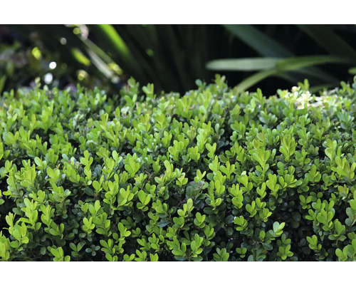 Närbild av en buxbomhäck i trädgården.