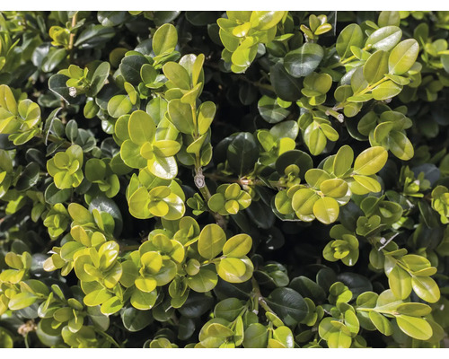 Närbild av buxbomsblad