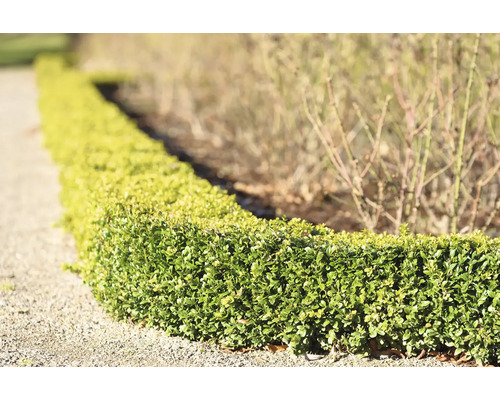 Formklippt häck av städsegröna växter i trädgården