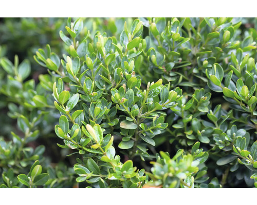 Närbild av en buxbom med täta, gröna blad.