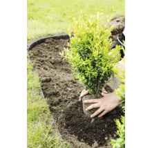 Plantering av en buxbom i en trädgård.