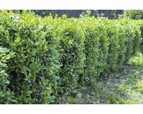 Buxushäck i trädgården för trädgårdsarbete