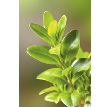 Närbild av en buxbomsgren med gröna blad