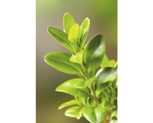 Närbild av en buxbomsgren med gröna blad