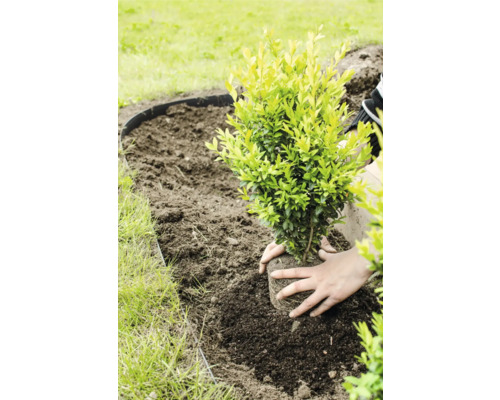 Plantering av en växt i en trädgårdsbädd med gräsmatta.