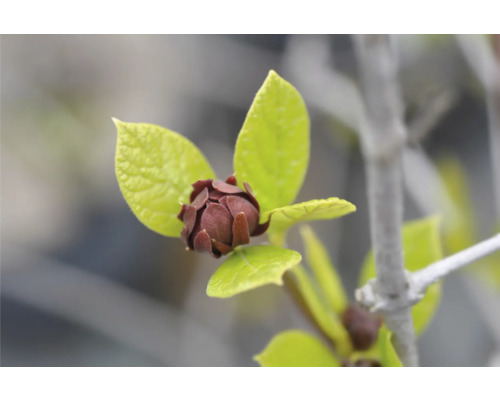 Närbild av en ännu stängd blomknopp på en buske