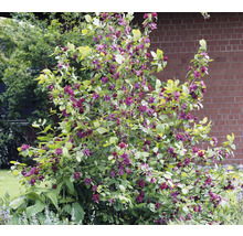 Blommande buske med gröna blad och purpurröda blommor