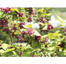 Blommande buske med blommor