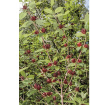 Träd med röda blommor och gröna blad.