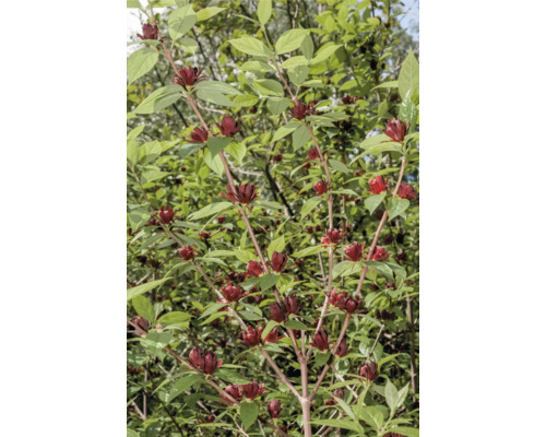 Träd med röda blommor och gröna blad.