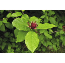 Blomma av kryddbuskeväxt med gröna blad