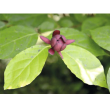 Närbild av en ännu sluten frukt av ättiksträd bland blad