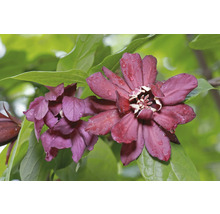 Närbild av trebladblomma med kronblad