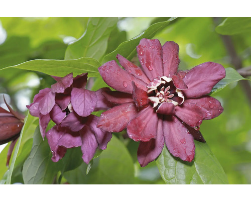 Närbild av trebladblomma med kronblad