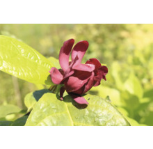 Närbild av en fylld kryddbuskblomma med blad