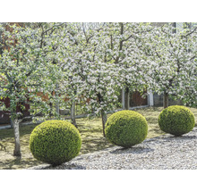 Scen med träd med vita blommor och runda buskar i trädgården
