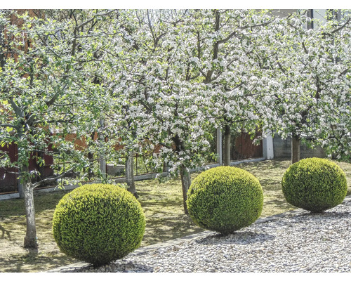 Scen med träd med vita blommor och runda buskar i trädgården